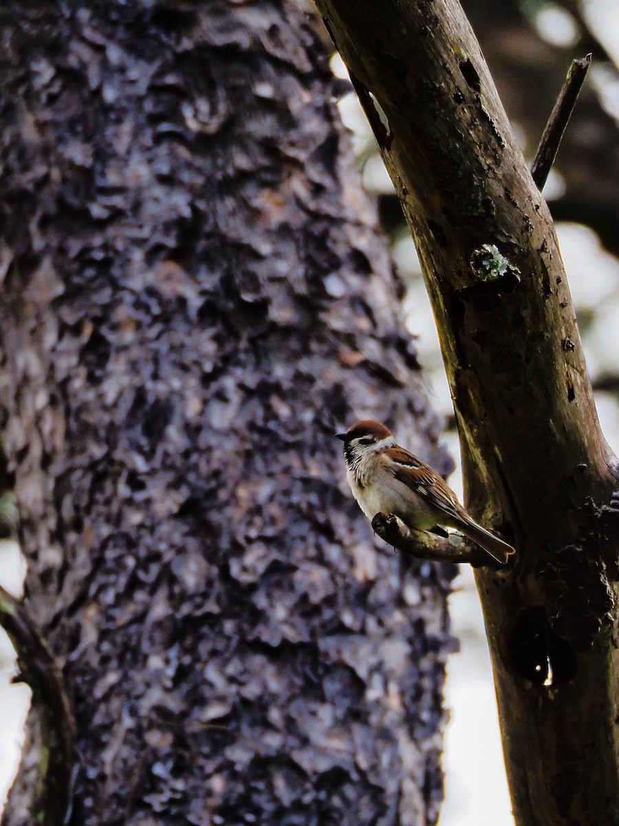 Eurasian Tree Sparrow - ML617676387