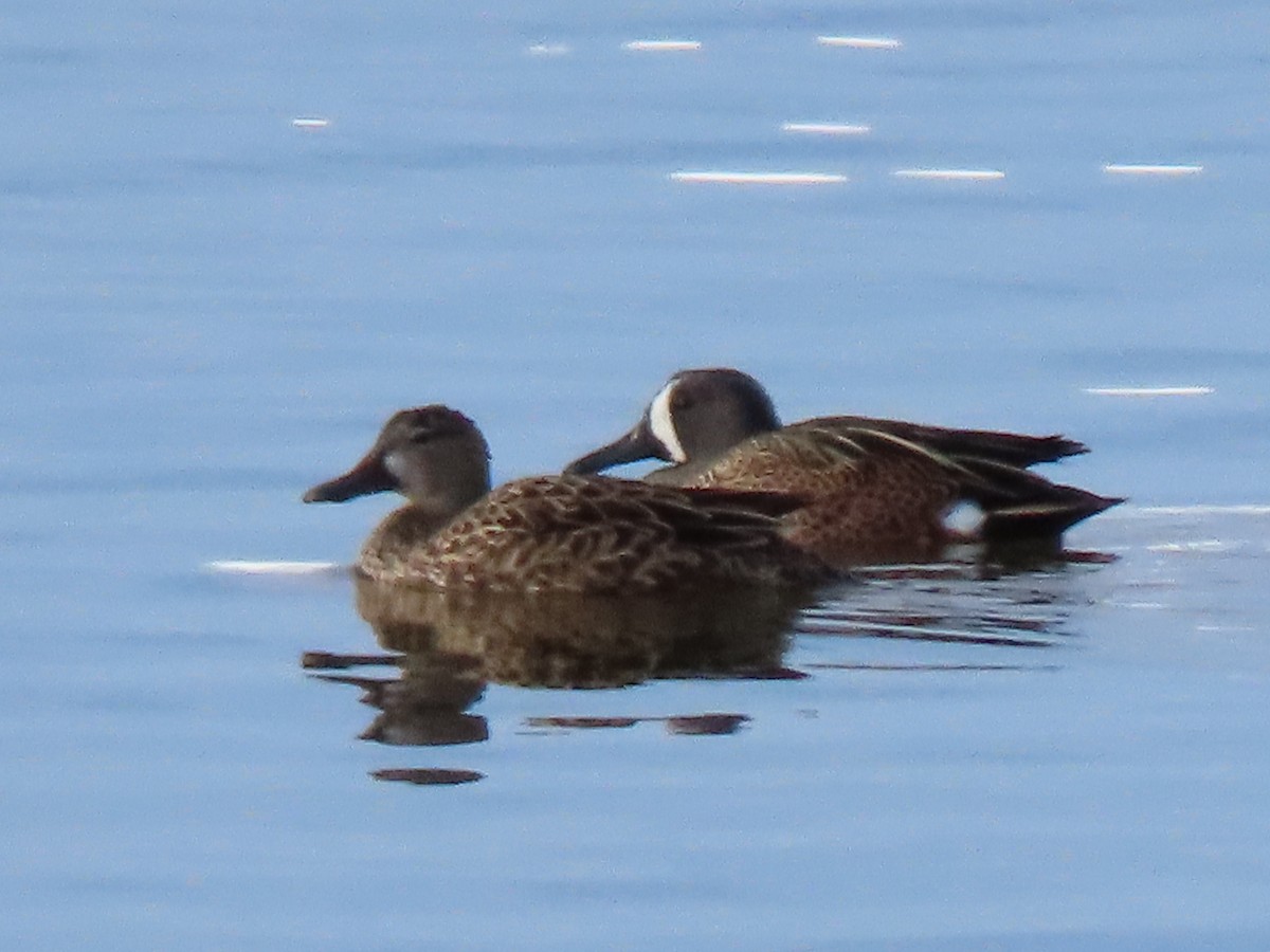 Blue-winged Teal - ML617676500