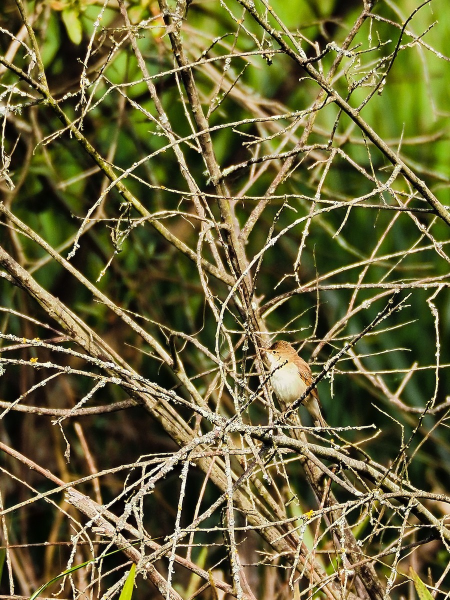 Common Reed Warbler - ML617676535