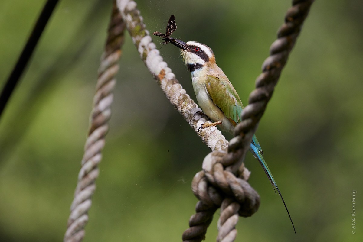 White-throated Bee-eater - ML617676575