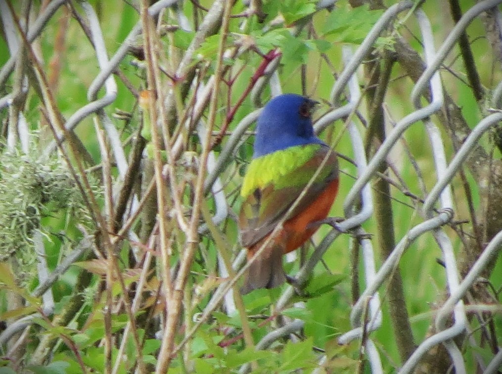 Painted Bunting - ML617676679