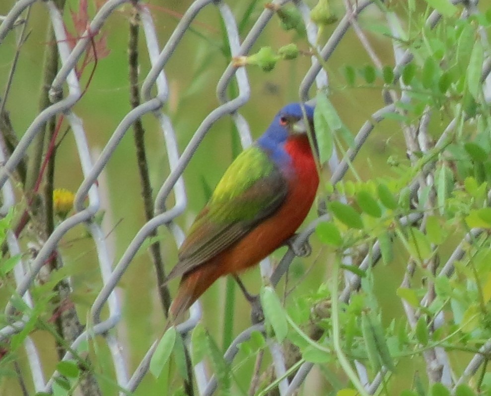 Painted Bunting - ML617676720