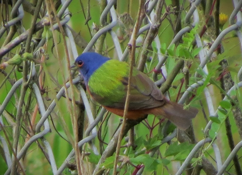 Painted Bunting - Brian Johnston