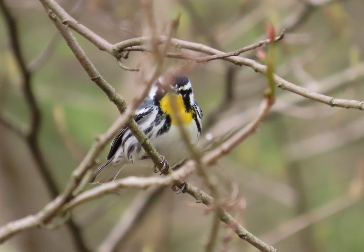 Yellow-throated Warbler - ML617676797