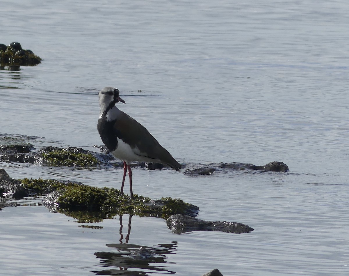 Southern Lapwing - joaquin vial