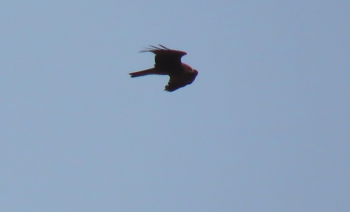 Black Kite (Black) - ML617676909