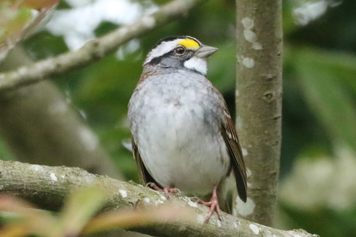 White-throated Sparrow - ML617676966