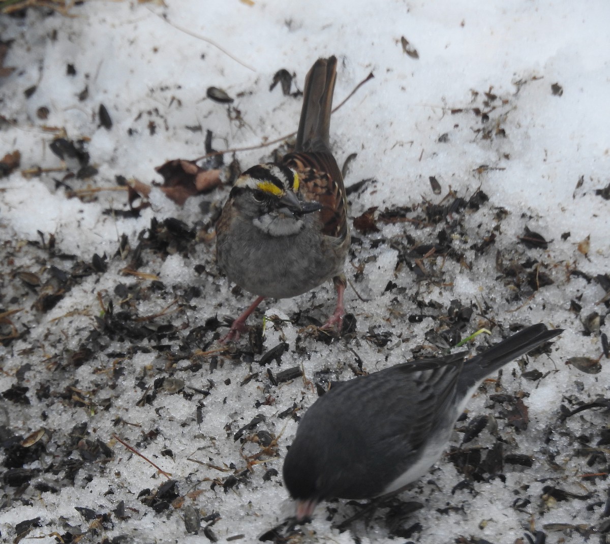 White-throated Sparrow - ML617677060