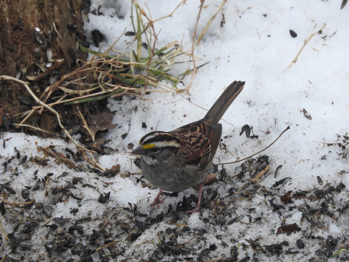 White-throated Sparrow - ML617677061