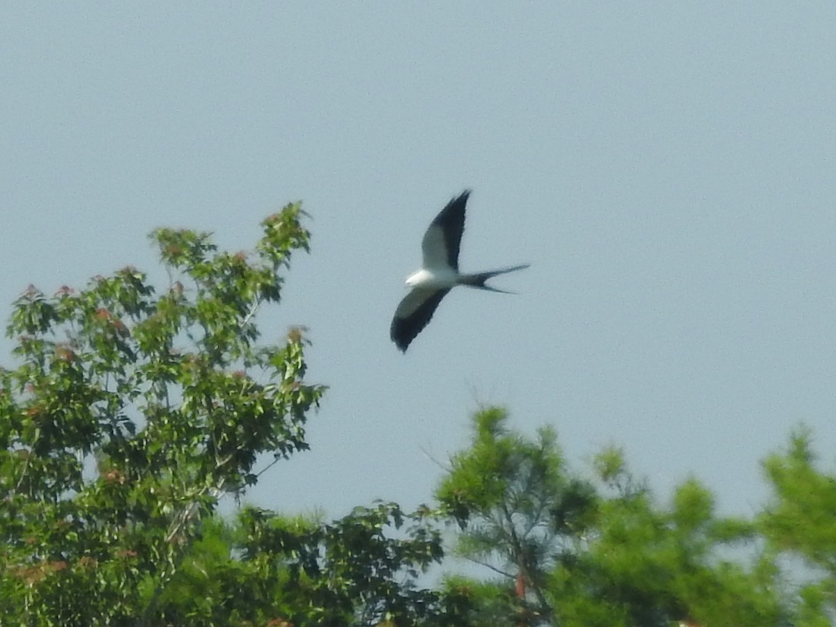 Swallow-tailed Kite - ML617677147