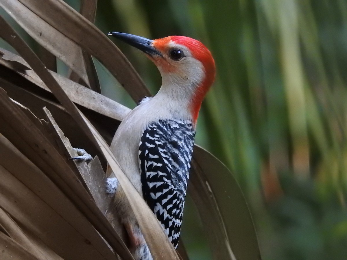 Red-bellied Woodpecker - Jeffrey Gammon