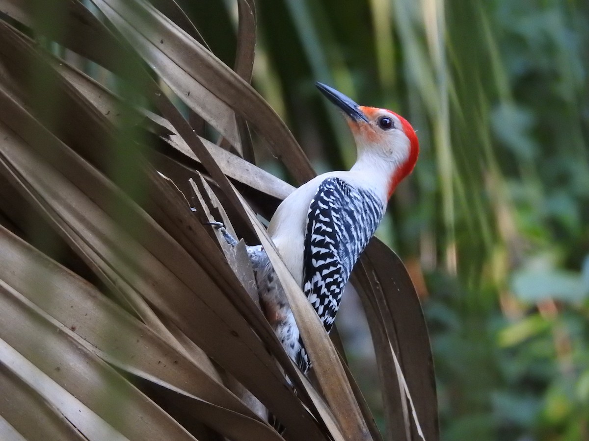 Red-bellied Woodpecker - ML617677152