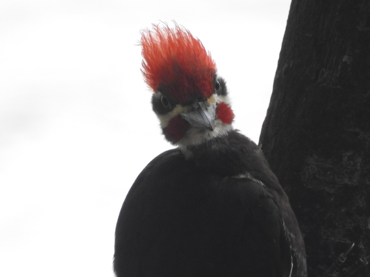 Pileated Woodpecker - Jeffrey Gammon