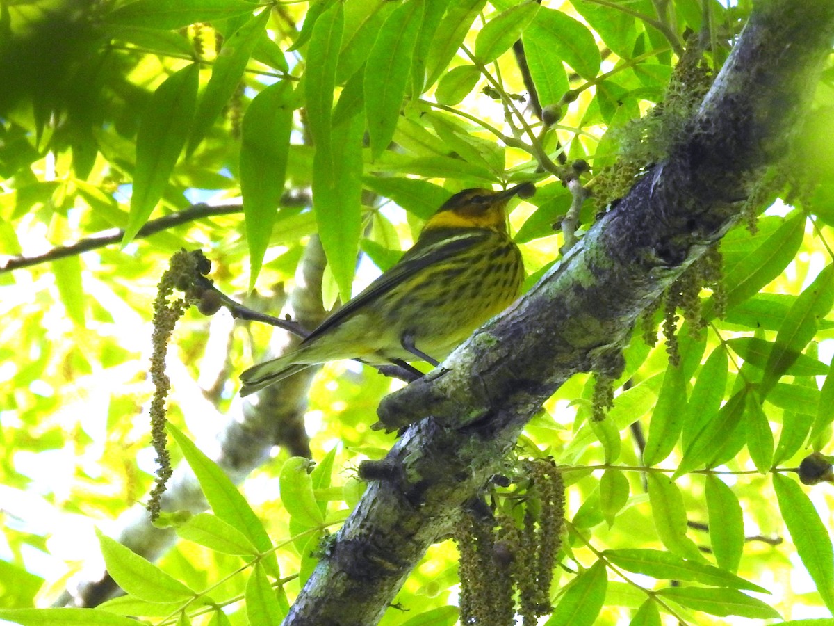 Cape May Warbler - ML617677191