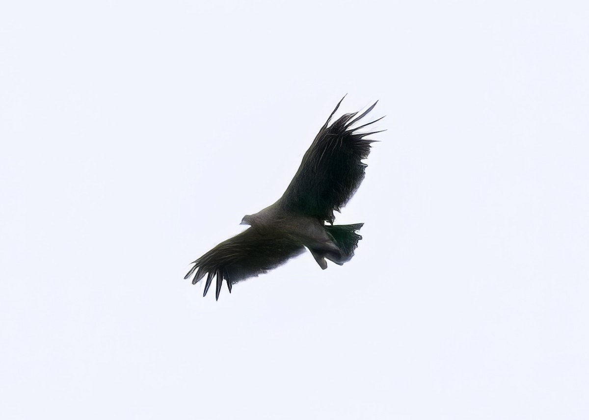 Andean Condor - Katrina Moilanen