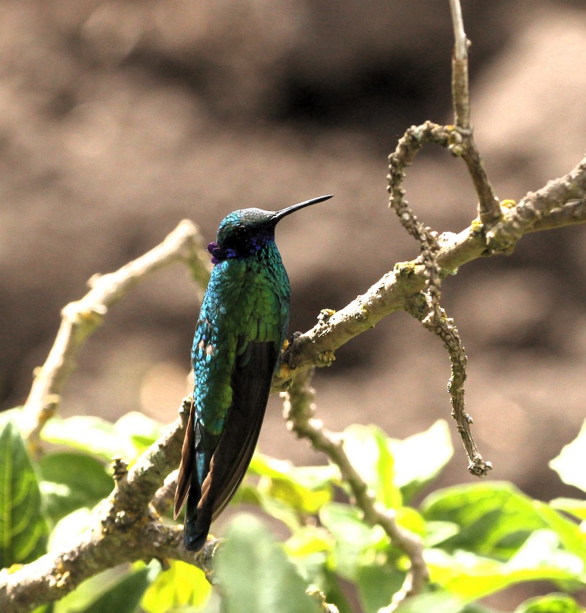 kolibřík modrolící - ML617677220