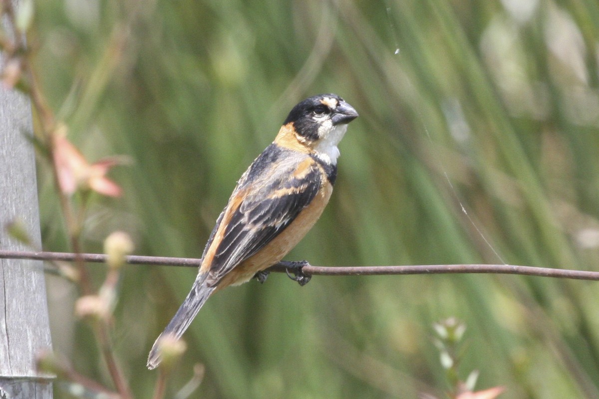 Rusty-collared Seedeater - ML617677254