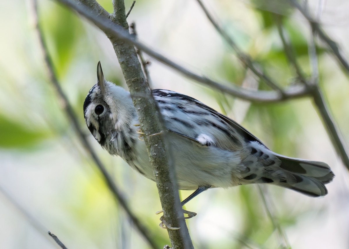 Black-and-white Warbler - ML617677280