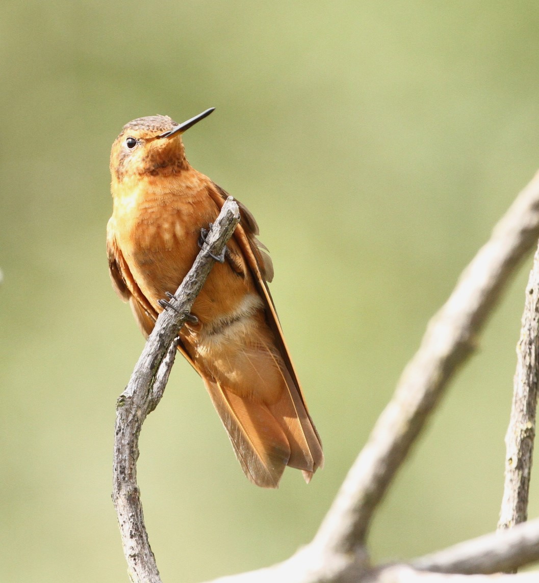 kolibřík duhovohřbetý - ML617677346