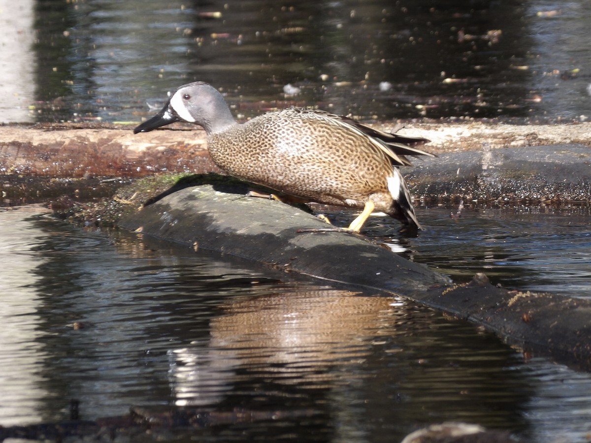 Blue-winged Teal - ML617677355
