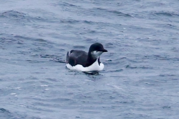 Thick-billed Murre - ML617677432