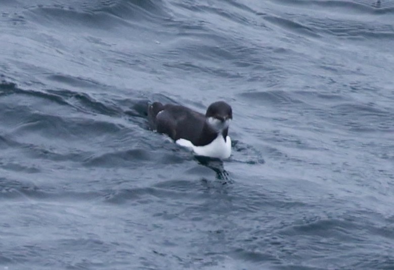 Thick-billed Murre - ML617677433