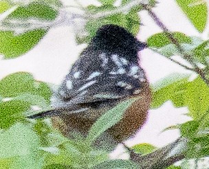 Spotted Towhee - ML617677451