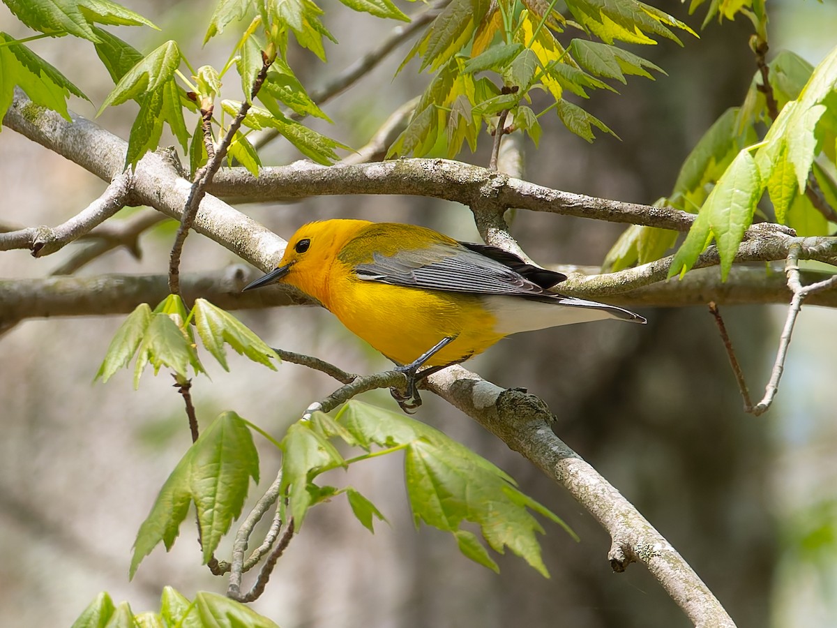 Prothonotary Warbler - Michael Moore