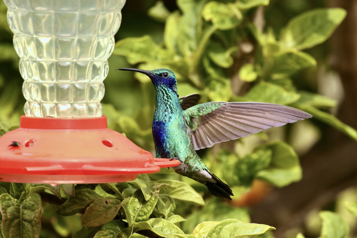 kolibřík modrolící - ML617677514