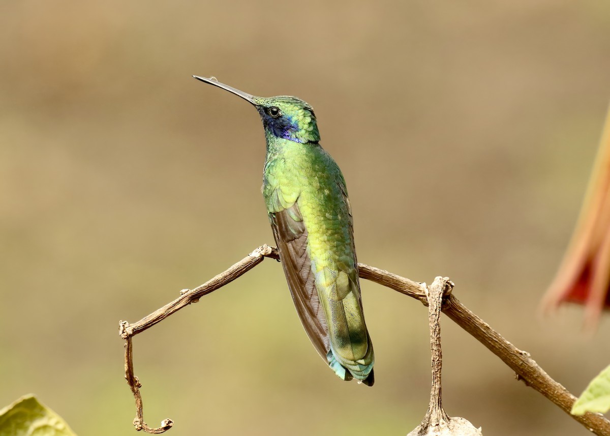 kolibřík modrolící - ML617677518