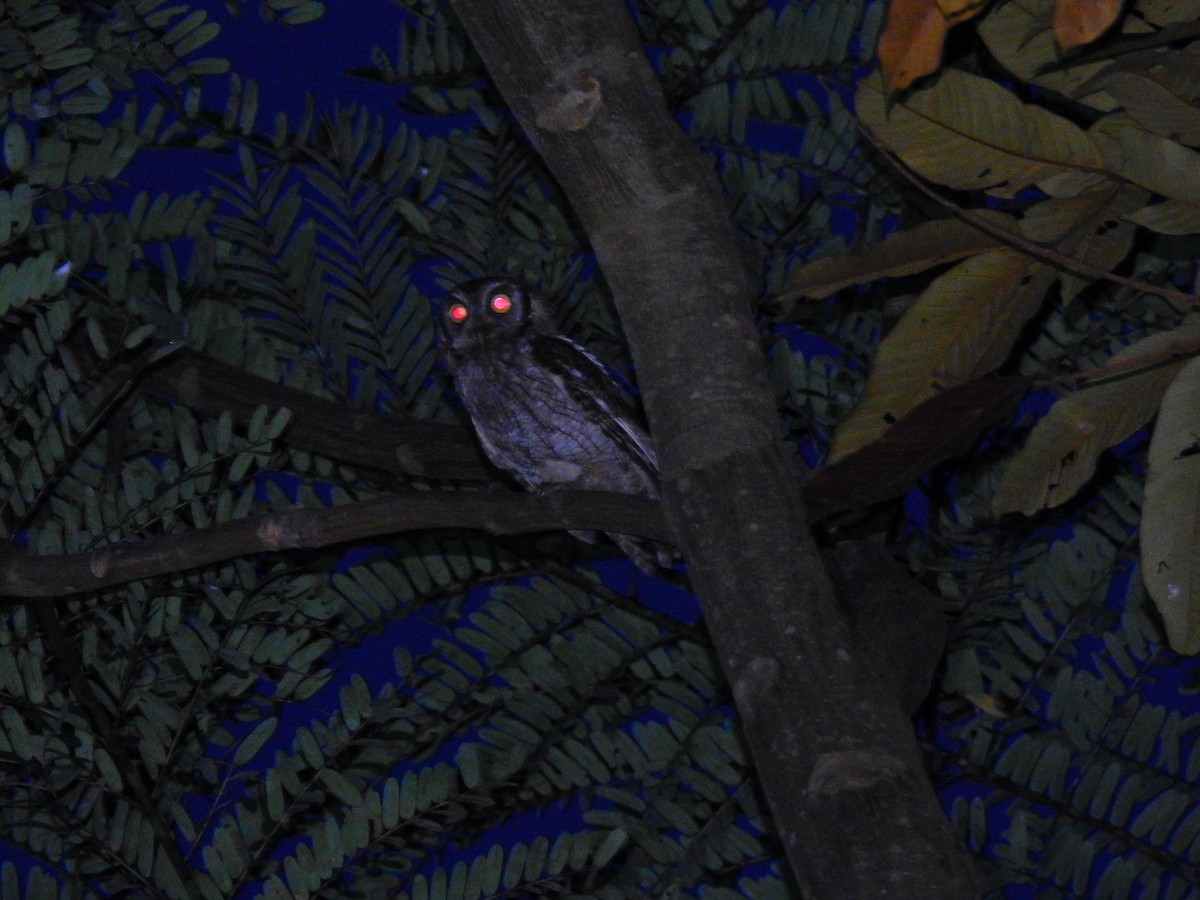 Tropical Screech-Owl - Raul Afonso Pommer-Barbosa - Amazon Birdwatching
