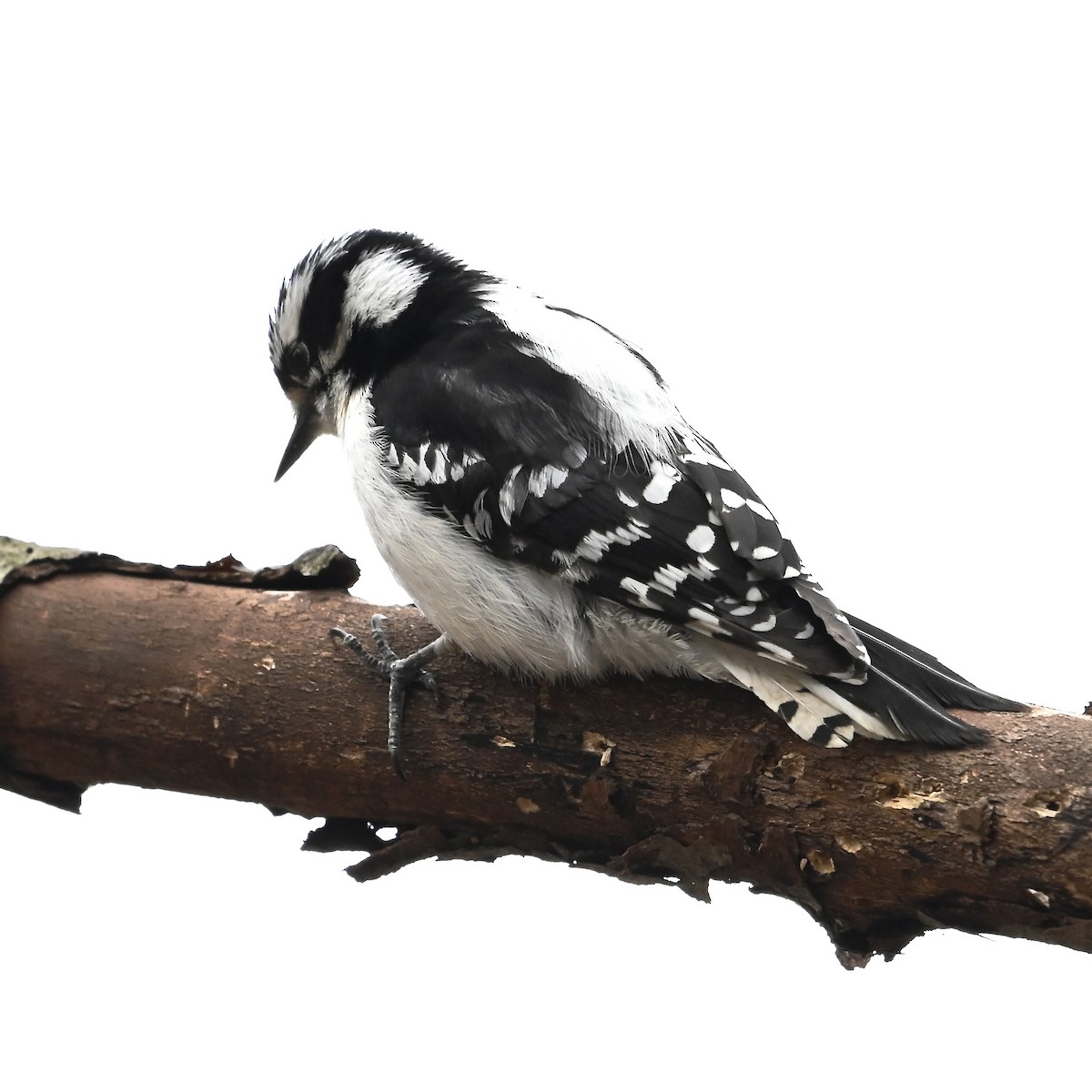 Downy Woodpecker - ML617677590