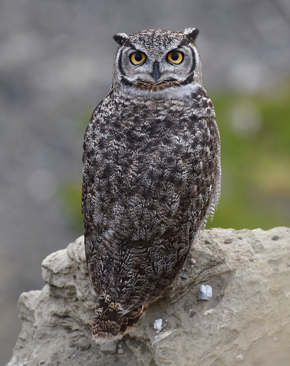 Lesser Horned Owl - ML617677595