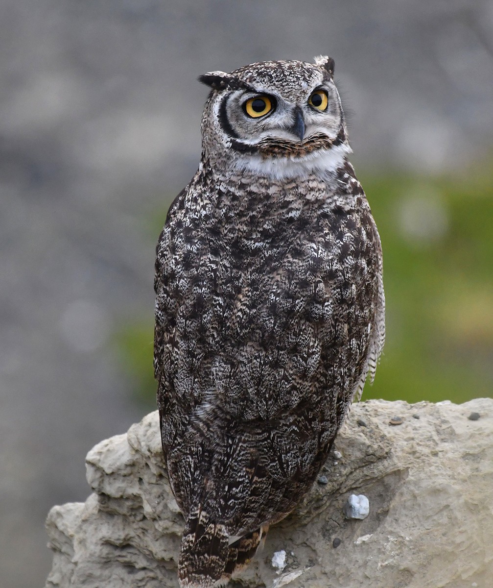 Lesser Horned Owl - ML617677596