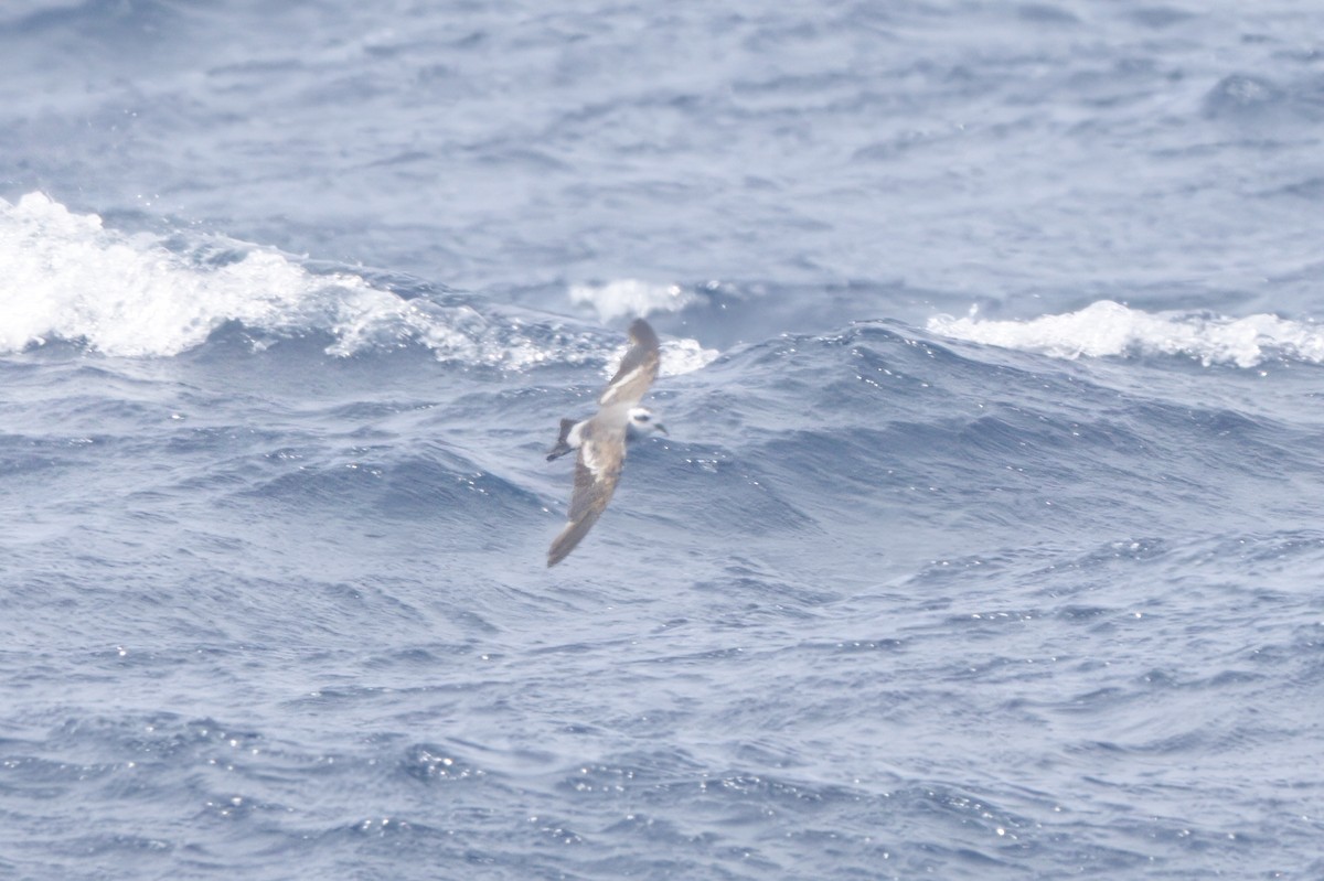 White-faced Storm-Petrel - Patrick Reed