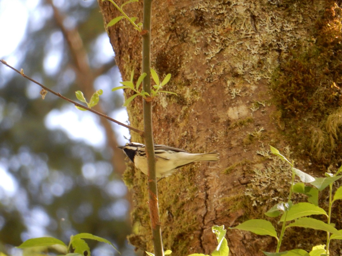 Black-throated Gray Warbler - ML617677837