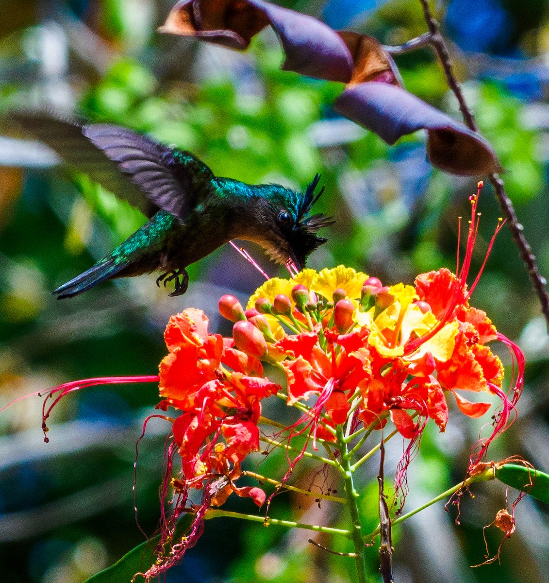 Antillean Crested Hummingbird - ML617677885