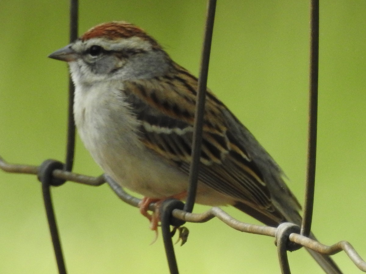 Chipping Sparrow - ML617677927