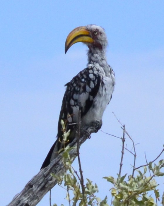 Southern Yellow-billed Hornbill - Bill Hopping