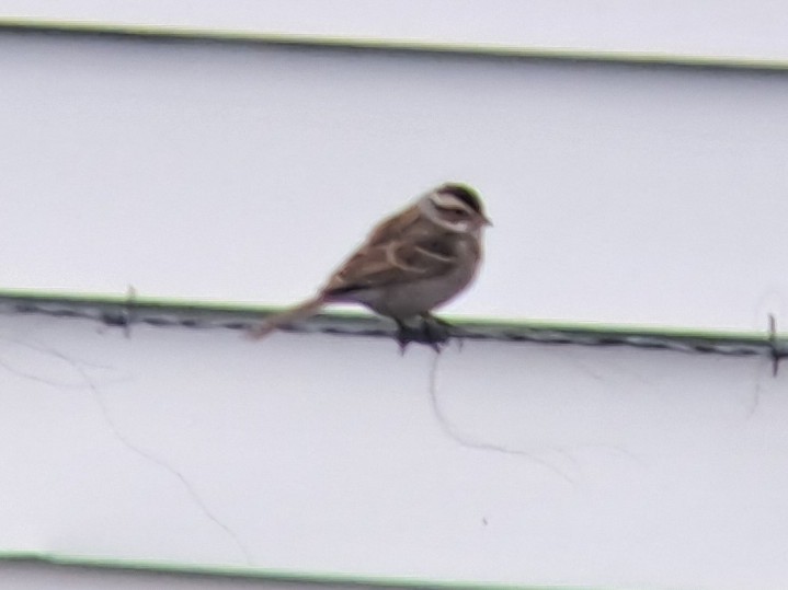 Clay-colored Sparrow - ML617678114