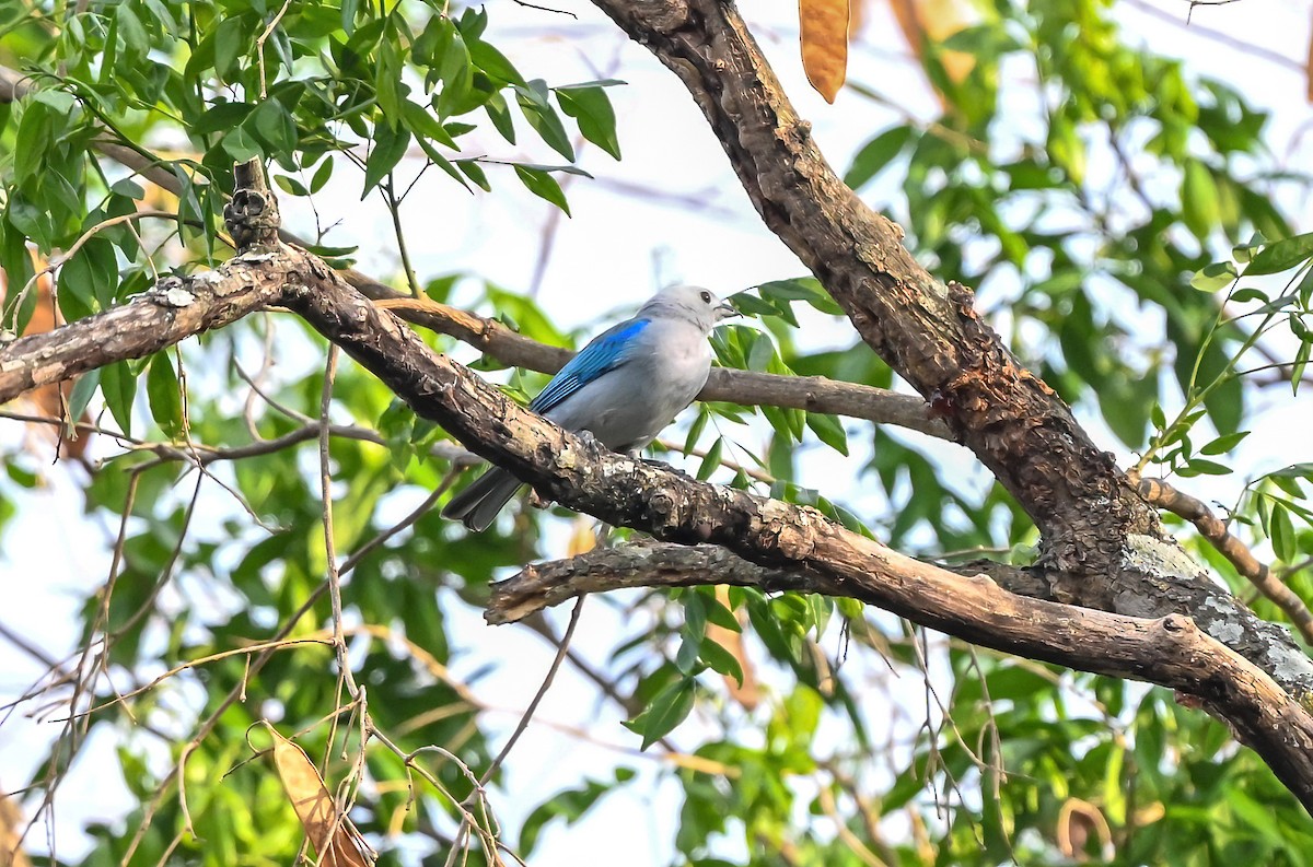 Blue-gray Tanager - ML617678119