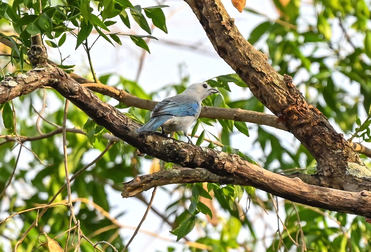 Blue-gray Tanager - ML617678120