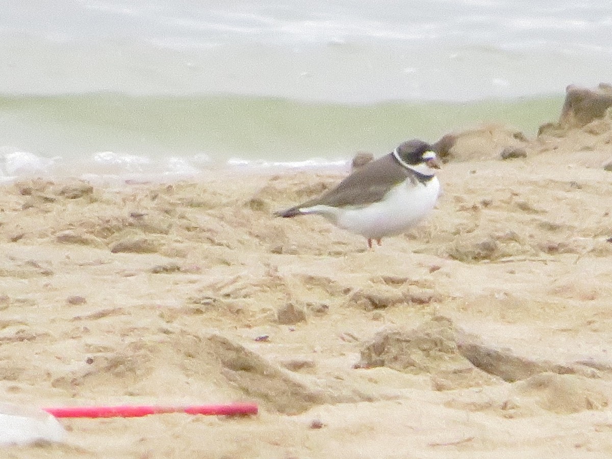 Semipalmated Plover - ML617678198