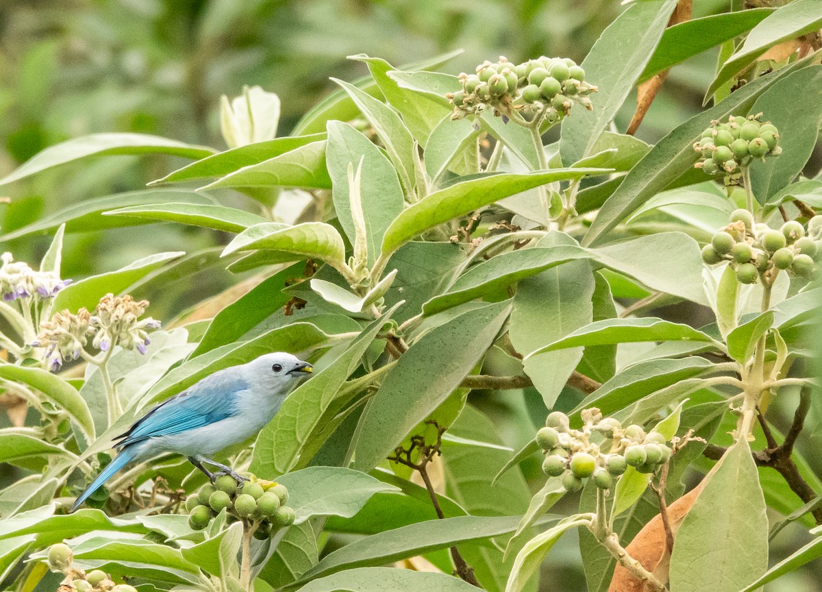 Blue-gray Tanager (Blue-gray) - ML617678202