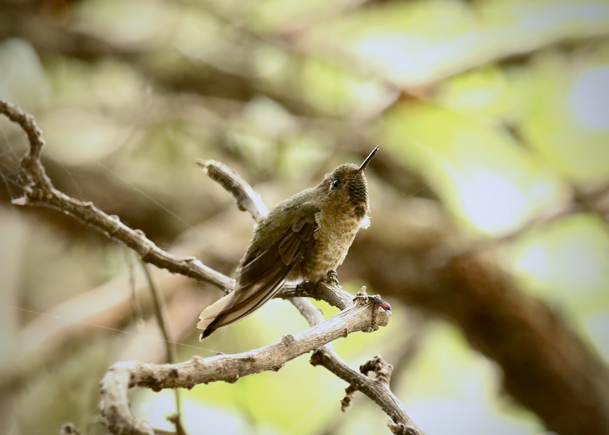 kolibřík dřišťálový - ML617678290