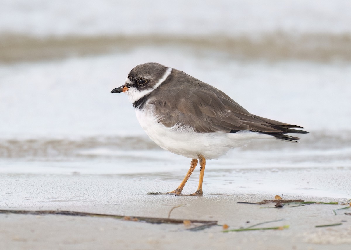 Semipalmated Plover - ML617678362