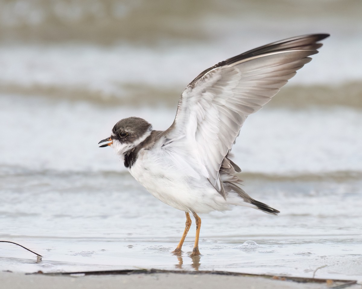 Semipalmated Plover - ML617678363
