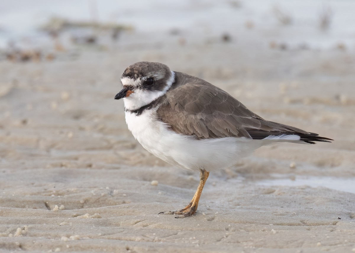 Semipalmated Plover - ML617678364