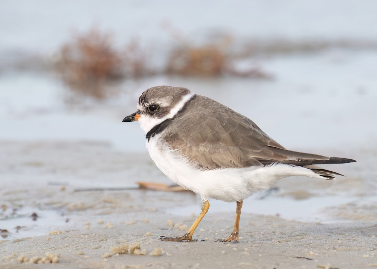 Semipalmated Plover - ML617678365