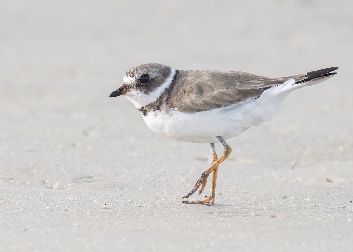 Semipalmated Plover - ML617678366